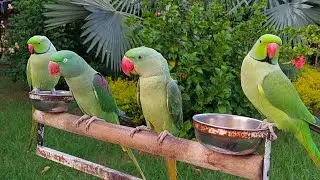 Shafin and Alex Relaxing with Friends | My Amazing and Cute Talking Parrots