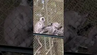 Zoo ka Shaitaan Bandar 😄 | Smart Monkey Moments | BioTrack