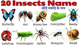 कीड़े-मकोड़े के नाम | Top 20 Insects Name for Kids | Crawling Bugs Educational Video in Hindi