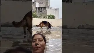 Kitna achcha German shepherd dog#trending #funny #viralvideo #love #shorts #👃👍
