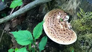 Foraging walk in northern Vermont