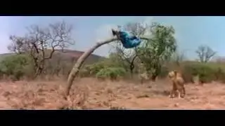 Forest comedy