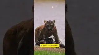 Super cool moments of wild animals  #wildlife, #animals, #wild, #supercool