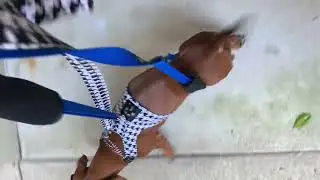 Sling harness lead walking @DachshundIVDDSupportDISA
