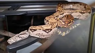 Manny, pet Nicaraguan Boa, makes his appearance tonight #Nicaraguanboa