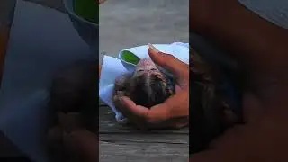 Pity 😭poor  newborn baby monkey😭 #baby