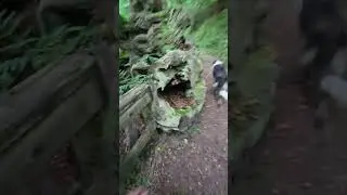 Beyu de pen- asturias trailrunning con un amigo inesperado 