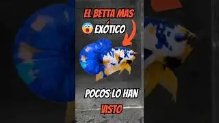 El betta mas EX&Oacute;TICO | Pocos lo han visto BigTail #betta #fish #peces #exotic #bluebettafish #fyp