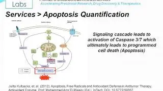 Altogen Labs Caspase 3/7 Assays for Apoptosis