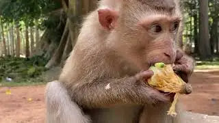 Heard that monkey Rainbow asked her mom Rose for a KISS | Watch the live all happening