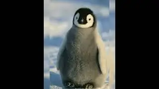 😃Happy penguins ||#short #video.