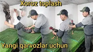 Yangi parvozlar uchun xoroz toplash 2025 xoroz mashiqlari