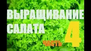 Салат Левистро,Кармеси,Руксай   финал эксперемента