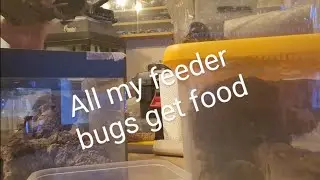 Cricket, coackroach, and mealworm care. How I care for these feeder bugs