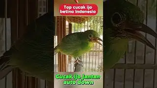 cucak ijo betina emosi #fypシ゚viral#berandayoutube #kicaumanianusantara #kicaumania #cucakijo #