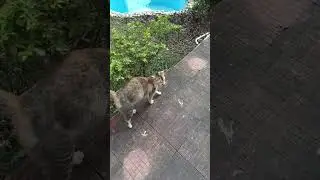 Spotted Cute Cat 🐈😺 inside the garden #funnyvideo #cat