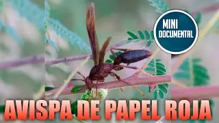 Avispa de papel roja (mini documental)