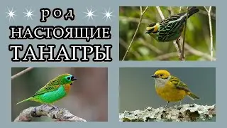 ТАНАГРЫ - Американские красавицы