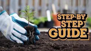 How to Replant Your Pineberries (Step-by-Step Guide)🍓