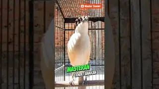 MASTERAN CENDET BAHAN #mastercendet #pancingancendet #cendetgacor #masterancendet
