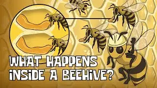 Inside the Beehive: How Do Bees Make Honey? | Animated Science