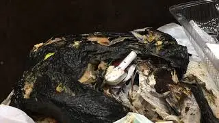 Fruit Flies Infest Trash Room in Plainfield, NJ