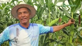 BM 3066: milho-verde e silagem de qualidade!