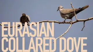Eurasian collared dove birds musty....