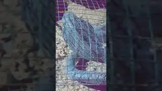 BLACK SPECTACLED COBRA IN PAKISTAN #youtube