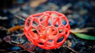 Amazing plants on Earth