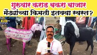 मेंढ्यांच्या किमती स्वस्त? गुरुवार कराड बाजार | आजचे ताजे दर | KARAD GOAT MARKET#Karadgoatmarket