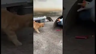 Cat prank duck