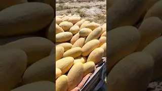 Дыня Торпедо 🍈💪🏻🚛 +7(912)847-52-01 WA/TG