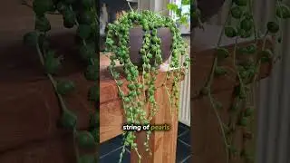 How To Create A Hanging Garden ​#gardening​#lifehacks​#plants