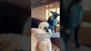 Tails are a thing here. Our livestock guardian dog and goat kid love tails on the farm😂