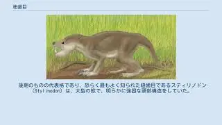 紐歯目