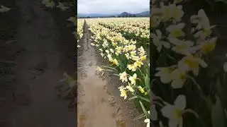 Daffodils Flower Farm In Full Bloom On The Farm Have A Great Day Everyone #satisfying #short