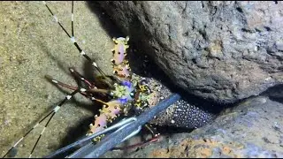 Seafloor Hunting Diary: A Feast of Catching Various Marine Creatures