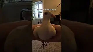 #birds #dove #bird #pigeon #dovesetup #birdspecies #pigeonbird #petpigeon