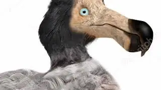 Dodo Bird Screech 🐦 🔊