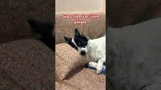 Tuffy so raha hai 😴 #vlog #dailyvlog #doglife #sleep #RahulSharmaVlog #goodnight
