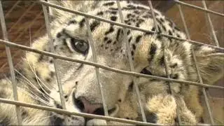 Big Cats at the Cat Survival Trust