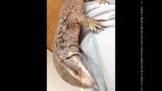 Usumgallu being an absolute rascal