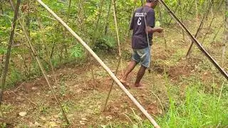 Manual Wood Stake Installation in Rural Farming #RuralAgriculture #TraditionalFarming