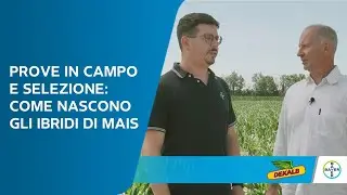 Prove in campo e selezione: come nascono gli ibridi di mais