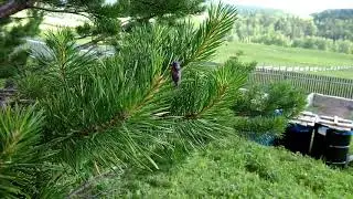 Песня горной цикады