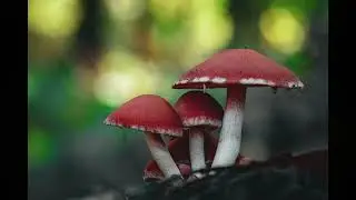 The Hidden World of Mushrooms | Macro Photography I Nature&rsquo;s Secret Art: Mushrooms Up Close