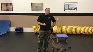 Best! E Collar Conditioning using Fun & Food With Duke Ferguson Unleashed Potential Dog Training