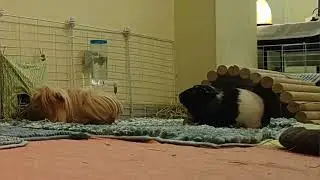 As&iacute; comen mis cobayas🐹🐹🌿 | ASMR relajante y adorable
