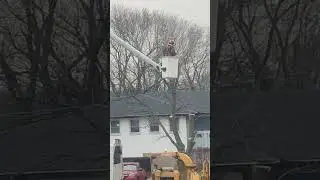 Cutting the dried up Maple Tree branches...
